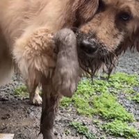 泥だらけの前足を上にあげる犬