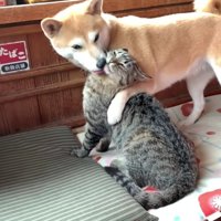 またキスされちゃった…