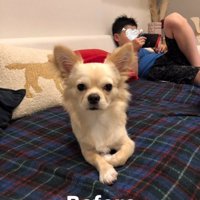 ソファーで伏せするチワワ、後ろでゲームをする子供