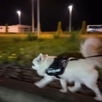 ドキドキの全力疾走