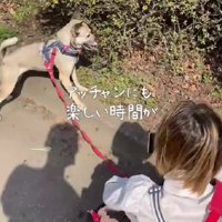 お散歩ではしゃぐ姿も♪