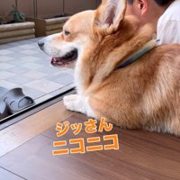 ニコニコの犬