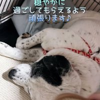 ブラッシングしてもらう犬