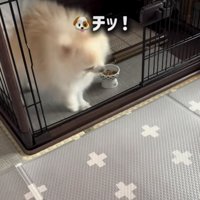 舌打ちしたような犬