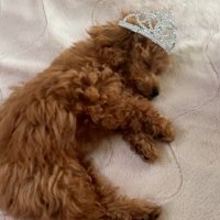 ティアラを乗せられて眠るシャルマンくん