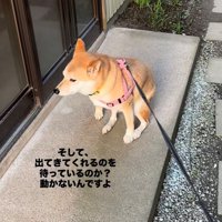 腰を落として座る犬