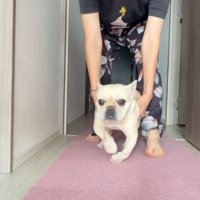 フレンチブルドッグの体を支えて、歩く練習を手伝う女性