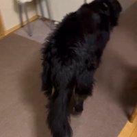 寝床に向かうリンちゃん