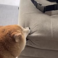 ブチギレるおもちちゃん