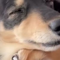 下で寝ていたなのちゃんが