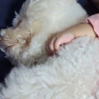 眠っている犬の横顔