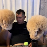 身を乗り出す2頭の犬