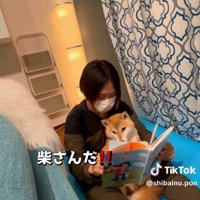 柴犬に反応するポンさん
