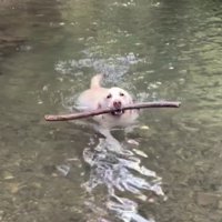 元気いっぱいに川遊び