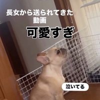 ママさん外出後のこむぎちゃん4