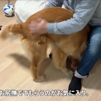 足の間に入る犬