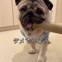 筒を咥えている小型犬
