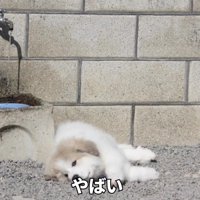 子犬のころのムギちゃん