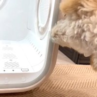 扉を噛む犬2