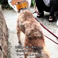 エリザベスカラーをつけて立つ犬