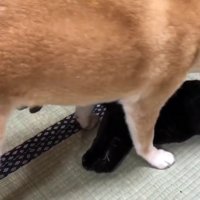 お顔をペロペロ♡