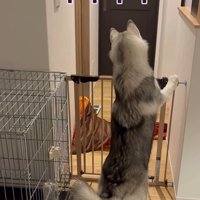 ゴロちゃんのドッキリへの反応4