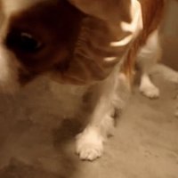 皿に顔を近づける犬