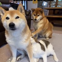 猫を見守る2匹の犬