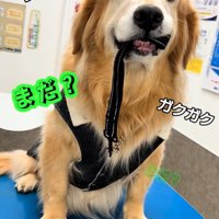 震える大型犬5