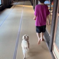 人の後ろを歩く犬
