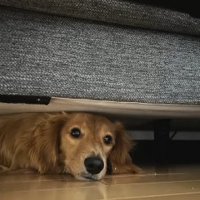 ソファの下に潜り込むカニヘンダックスフンド