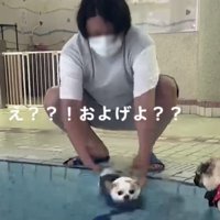 プールに入れられる犬