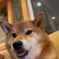 こたろう君の耳に触れた時の反応3