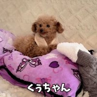 トイプードルのくぅちゃん