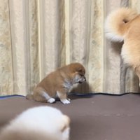 反省する子犬