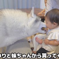 赤ちゃんの持っているおやつに顔を近づける犬