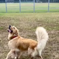芝生の上で遊ぶゴールデンレトリバー
