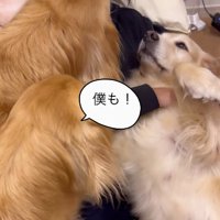 座る女の子に激しくアピールしまくる2頭のゴールデンレトリバー