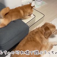 一人遊びに夢中のうにくん