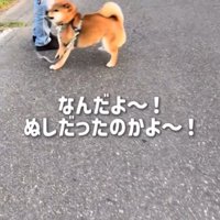 喜ぶ犬1