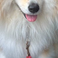 長い毛並みのピポちゃん