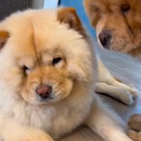 小梅ちゃんとちゃちゃまる君