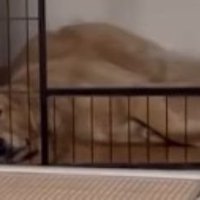 お姉ちゃん帰宅時のこむぎちゃん3