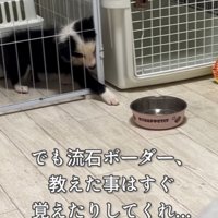 サークルの柵の間から前足を出す犬
