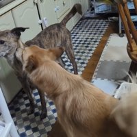 もかちゃんが匂いを嗅いで歓迎♪