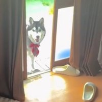 どうせ捕まえるんでしょ？