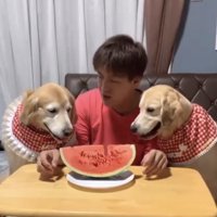 テーブル前に並ぶ犬と人