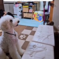 テレビ前でお座りして画面を見つめる犬