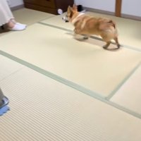 ママさんのもとへ駆けつけるコーギー