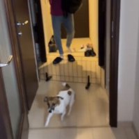 帰宅した男性を見てしっぽを振る犬